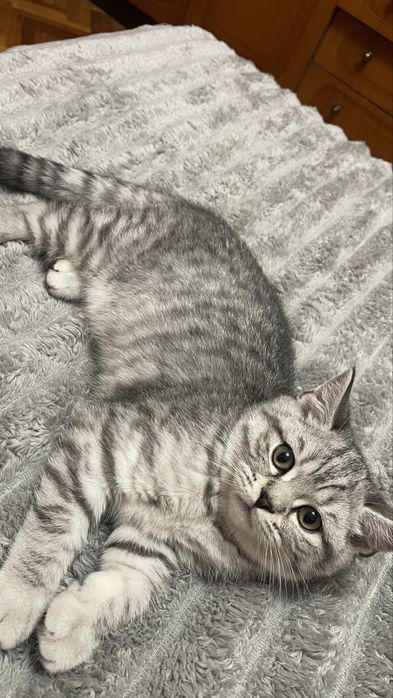 Scottish Fold and Scottish Straight