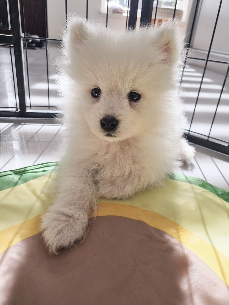 Samoyed szczeniak