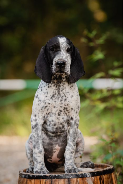 Wyżeł - wybitna suczka czeka na swojego człowieka | Wyżeł z Owernii |