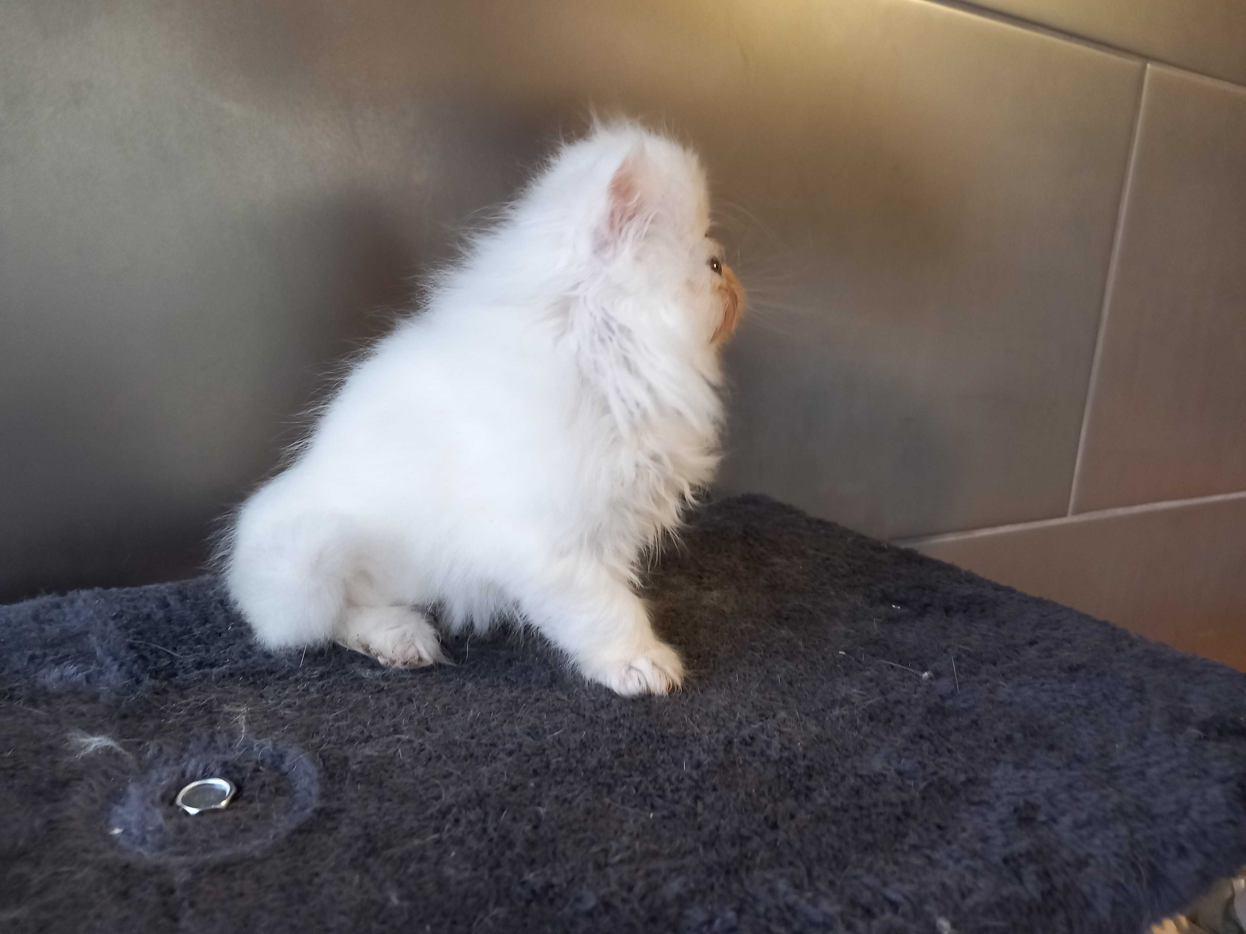 Gatinho Persa Fofo