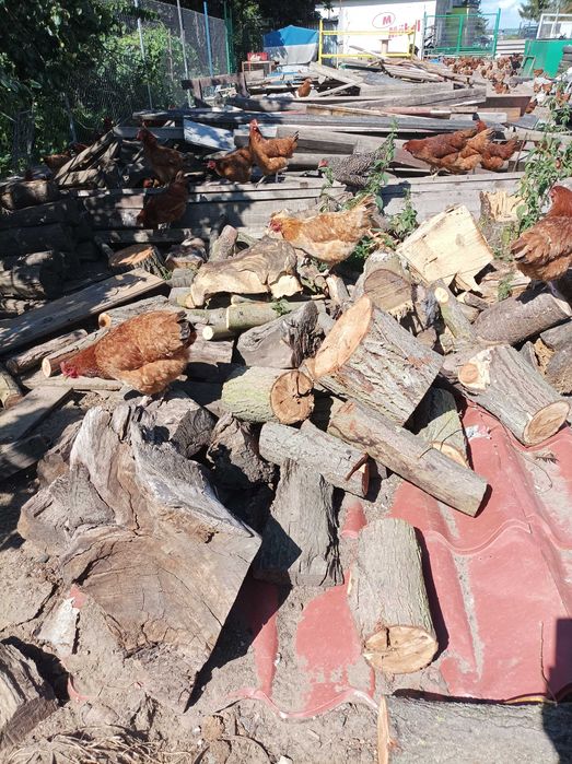 Wycinka drzew i krzewów niwelacja terenu usługi mini koparka rozbiórki