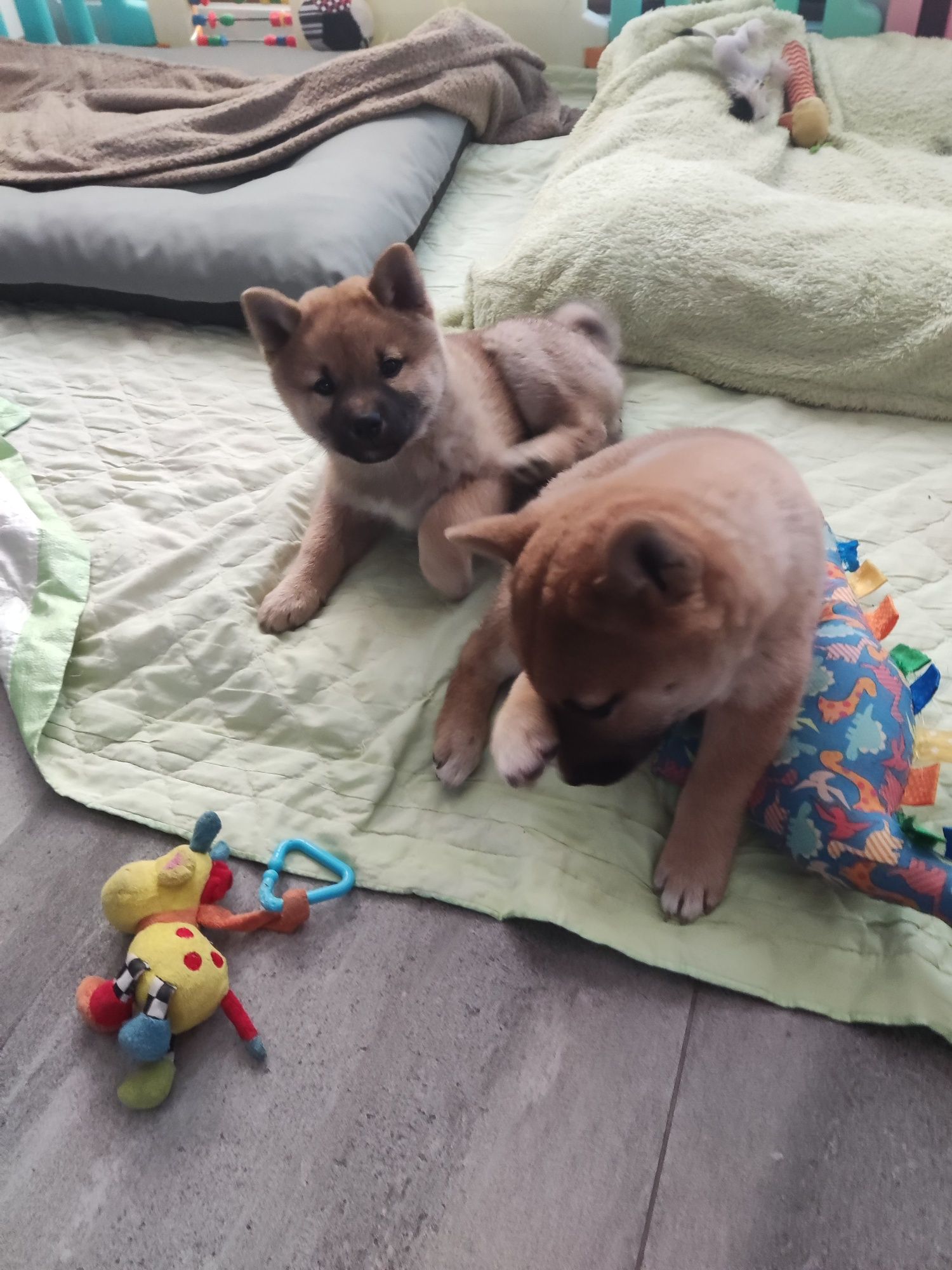 Shiba Inu szczenię