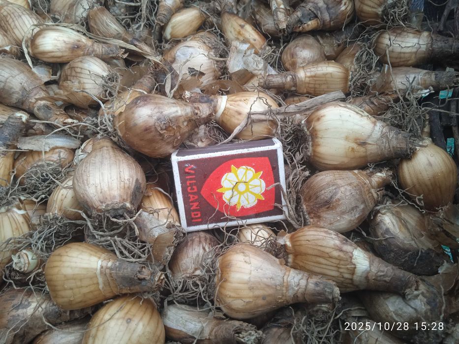 Луковицы \цибулини\ Нарцисс