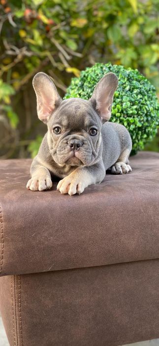 Французький бульдог