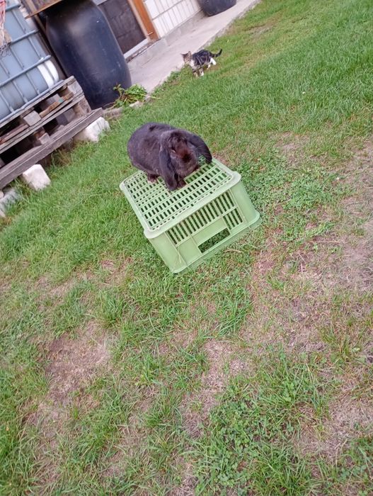 Sprzedam królika barana francuskiego