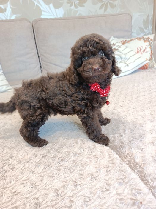 Pudel czekoladowy piesek miniaturka