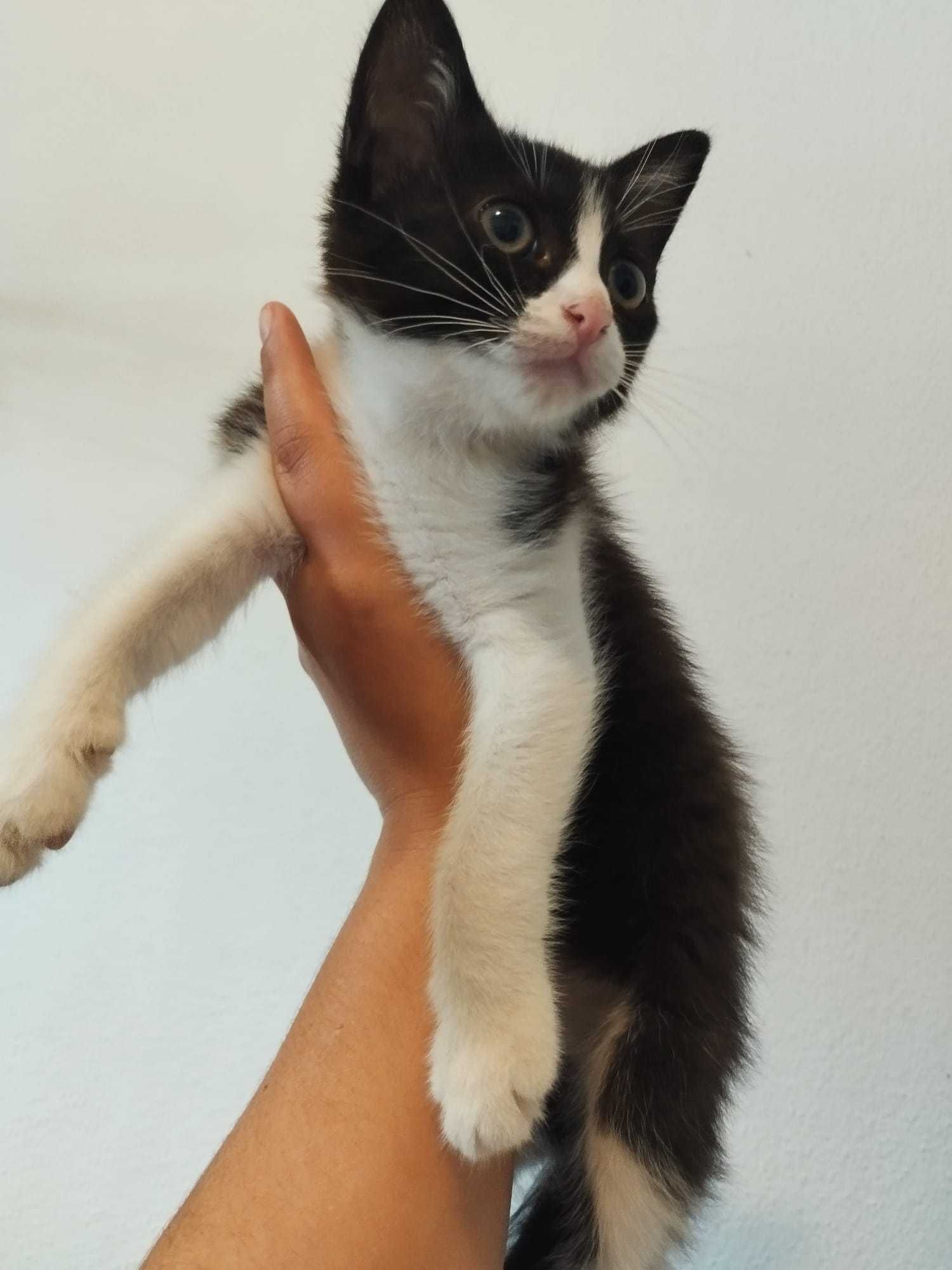 Bebés para adoção responsável