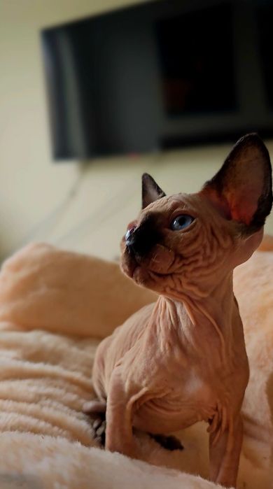 Przepiękne koteczka niebieskie oczka.kot sfinks