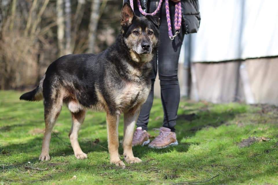Ozzy przeszedł tak wiele, teraz brakuje mu tylko domu