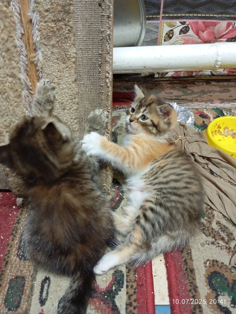 Отдам котят вислоухой кошки