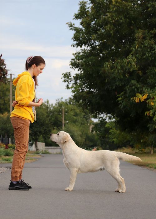 Хлопчик Лабрадор ретривер