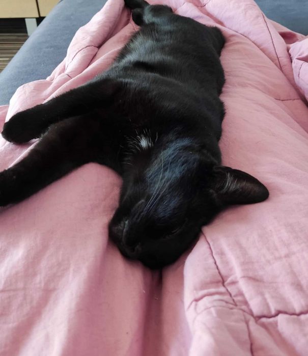 Opieka nad zwierzętami :) Petsitter Zapraszam