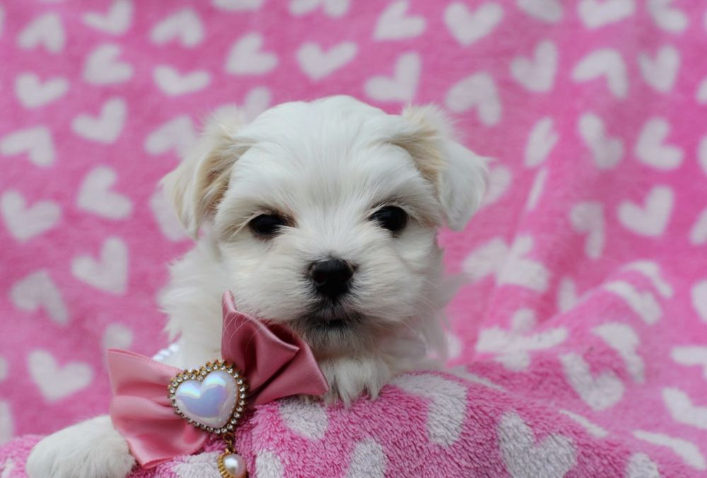 Śliczna sunia maltanczyk