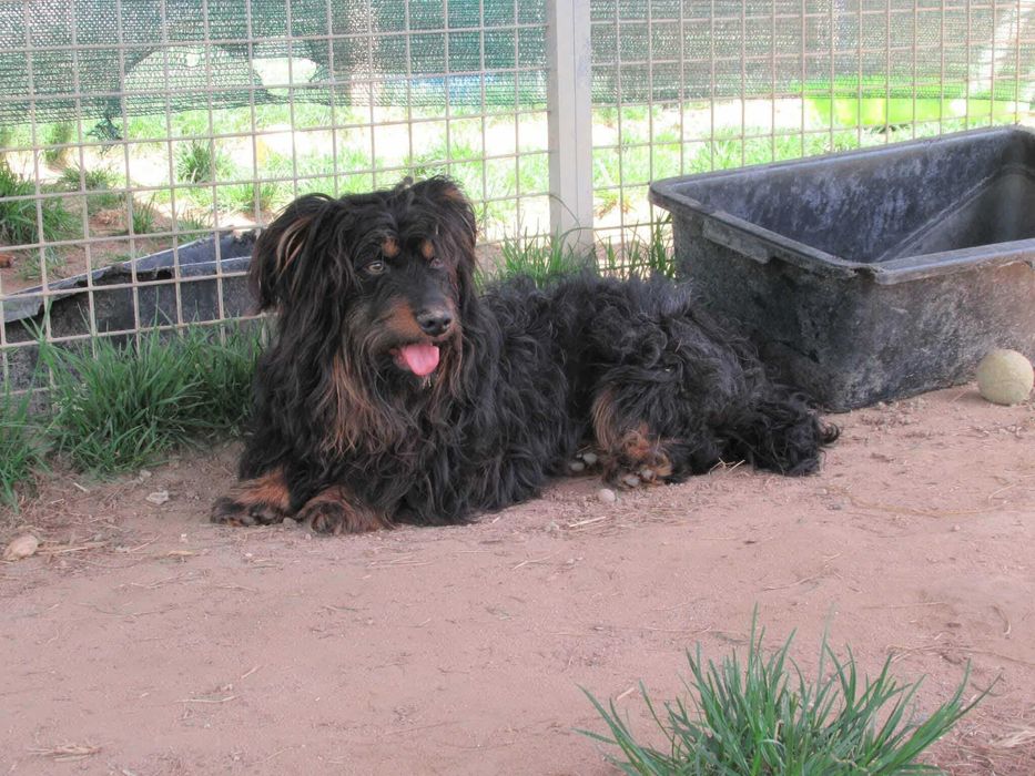 Błagam, uratuj Ogiego jamnika długowłosaego adoptuj  dom dla lopeza