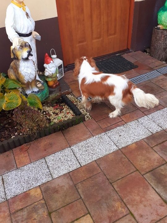 Cavalier King Charles Spaniel piesek