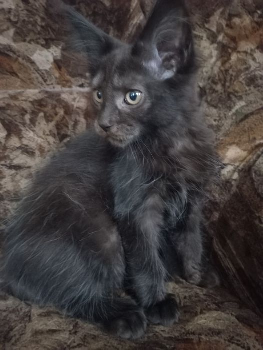 Czarny kocurek Maine Coon