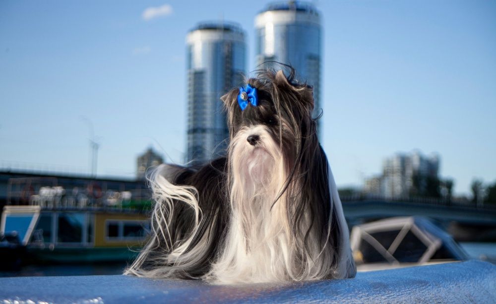 Шикариные Бивер йоркширские терьеры - щенки (КСУ)