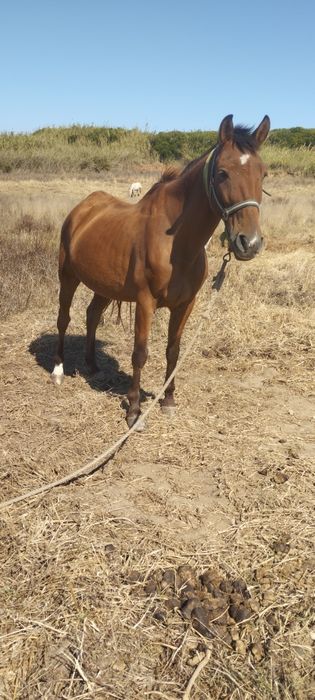 Cavalo manso montado