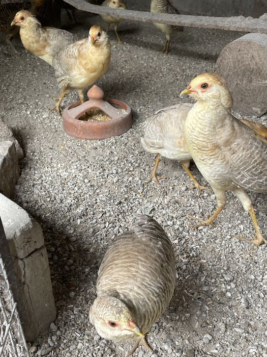 Faisoes gigi so em casais k