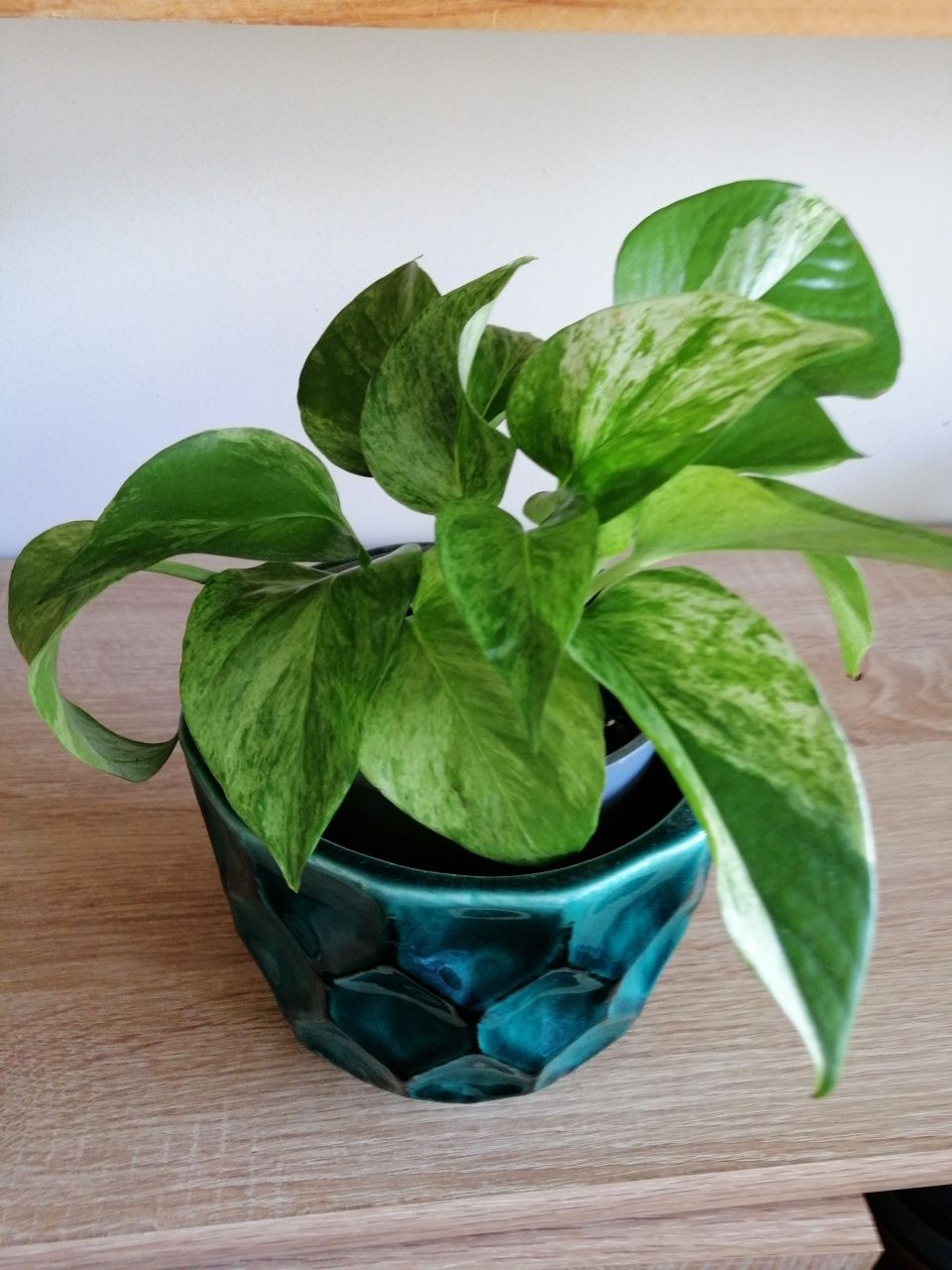 Epipremnum, filodendron, begonia i inne.