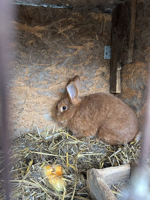 Samice nowozelandzkie