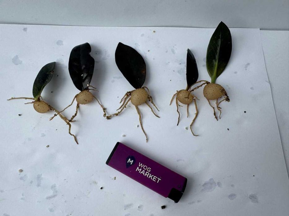 Заміокулькас Равен/Raven вкорінені дітки