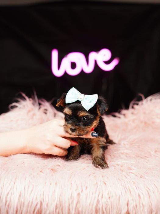 Весела кнопочка з характером!