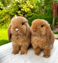 KIT Coelhos anões orelhudos, mini lop adoráveis e super inteligentes