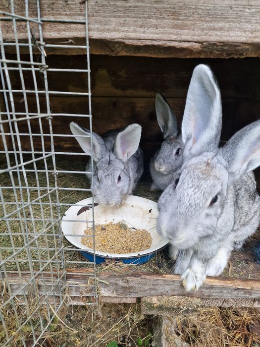 Кролики різного віку