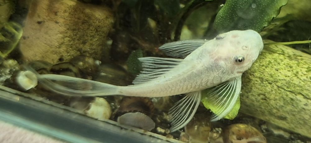 Glonojad L-144 Snow White long fin ok 5 cm Warszawa