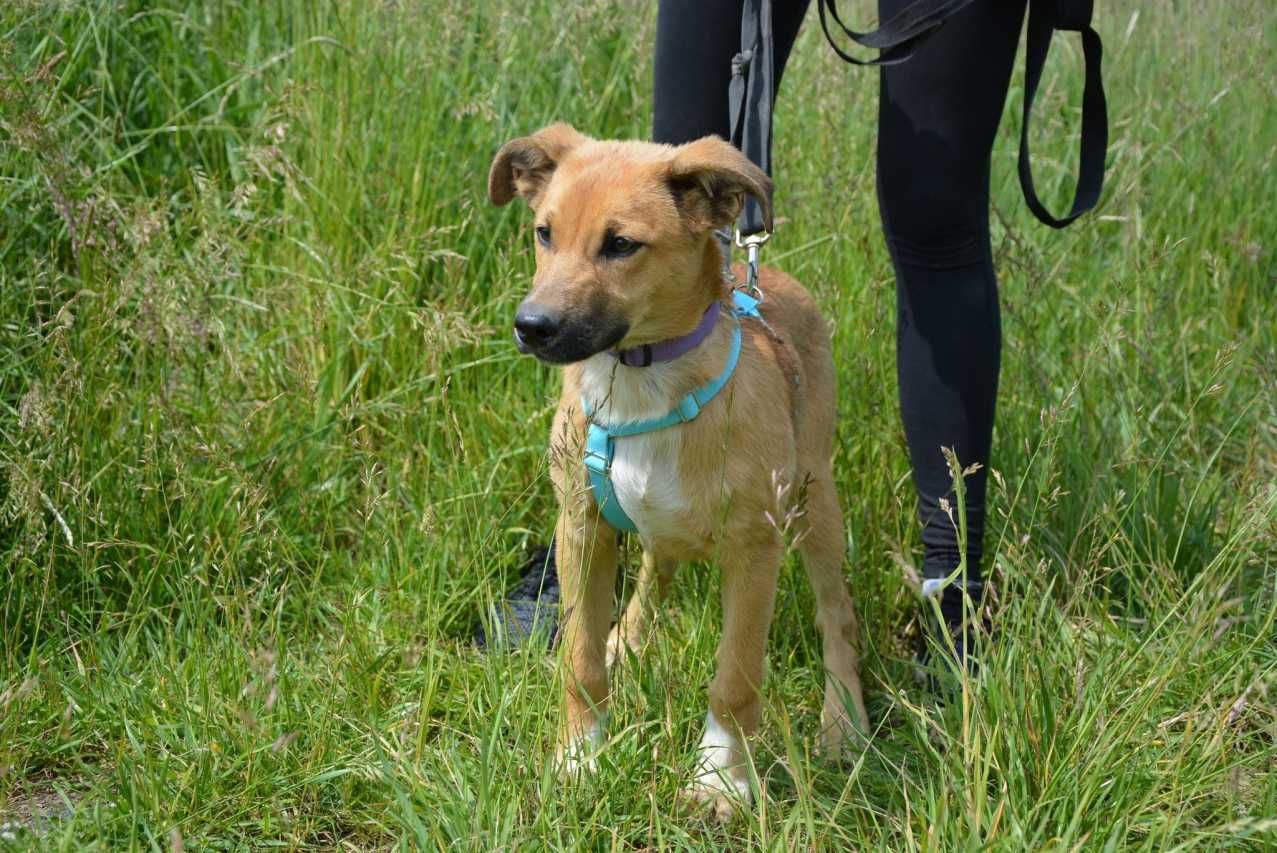Pascal - radosny podrostek, musi się dużo nauczyć - do adopcji