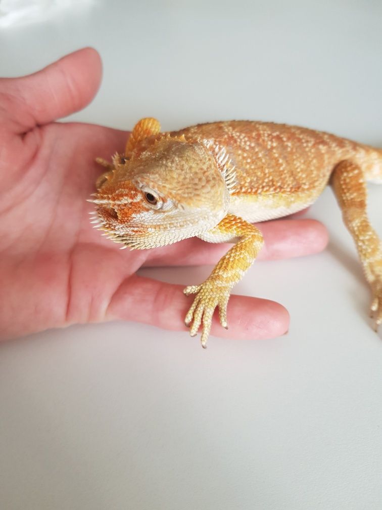 Agama brodata agamy brodate młode jaszczurka