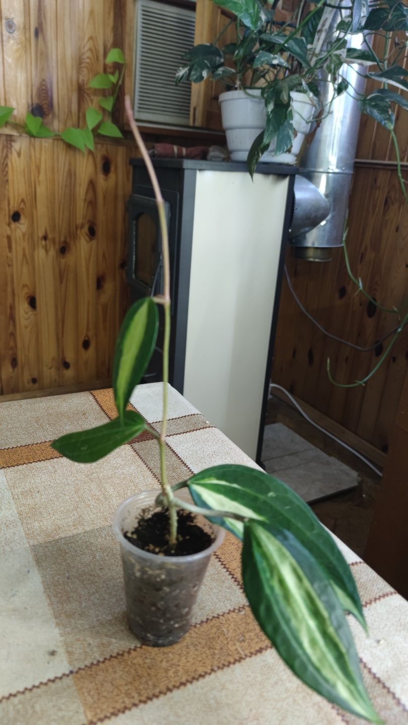 Хойя Macrophylla Pot of Gold