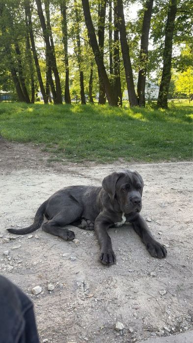 Cane corso- pies/ 10 miesięcy