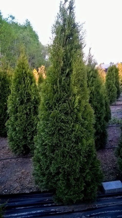 Tuje SZMARAGD tuja zielona stożkowa wysoka 250 cm, szer.80 cm-120 zł