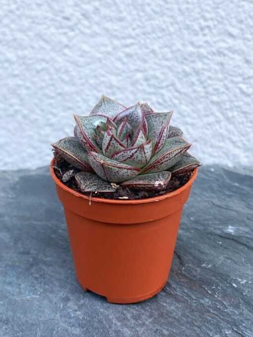 Сукулент Эхеверія китайська (Echeveria Chinesis | Dionysos) (489)