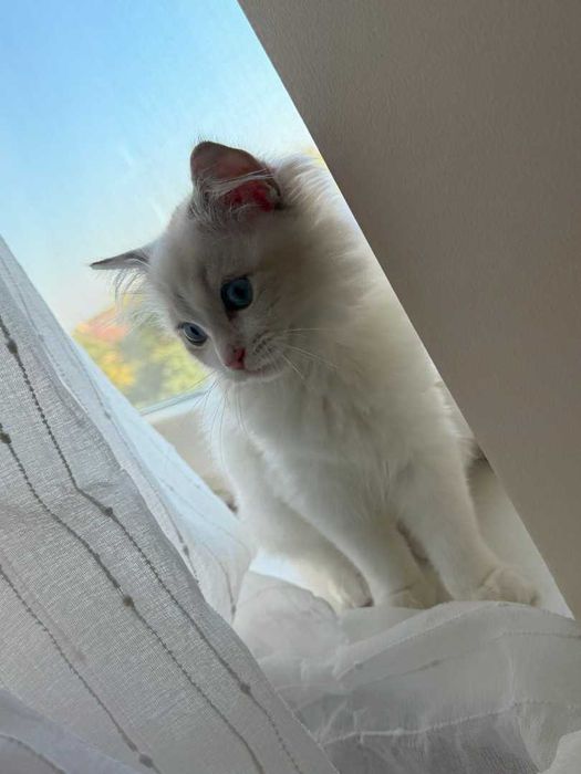 Ragdoll - Kotka z rodowodem Lazurowe Łapki*PL - Eowinka