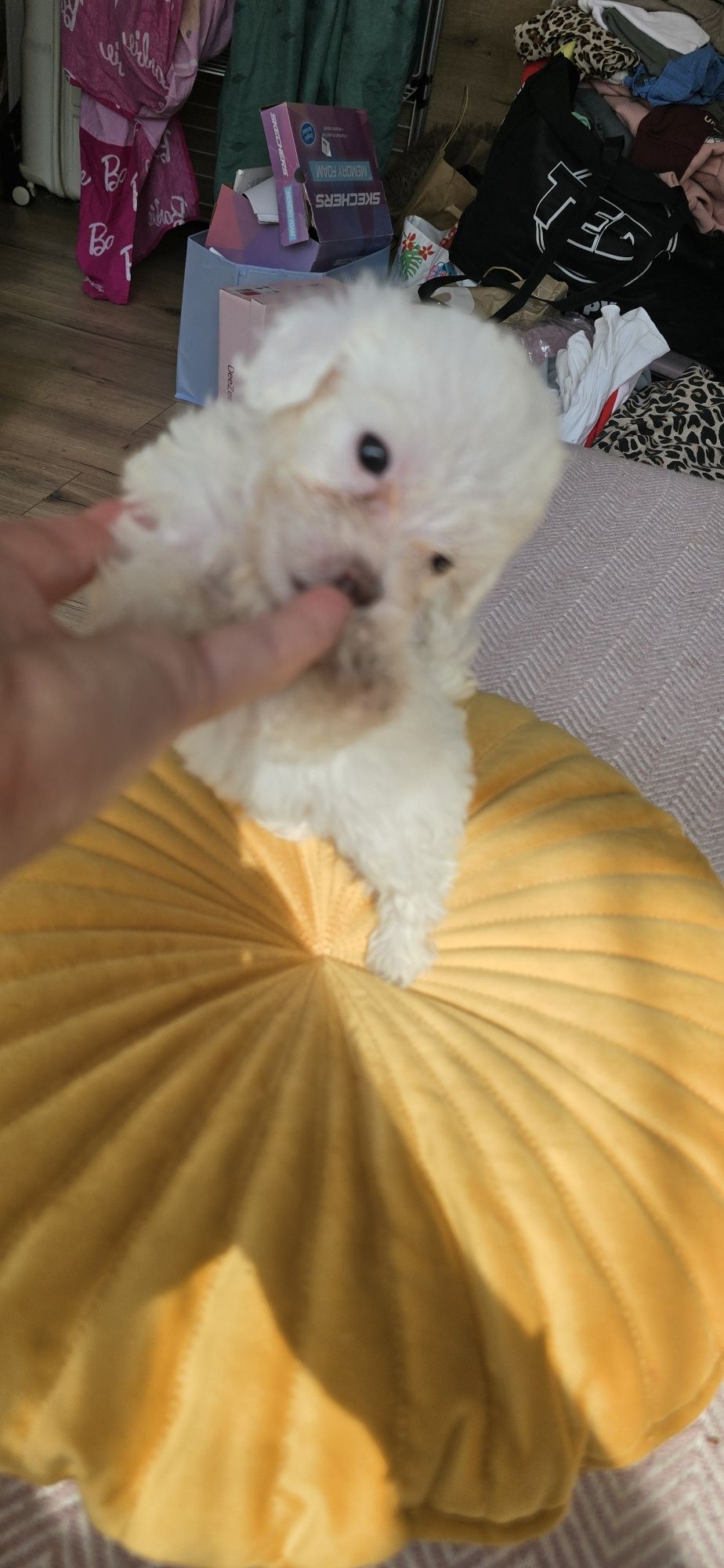 Malutki.Maltipoo