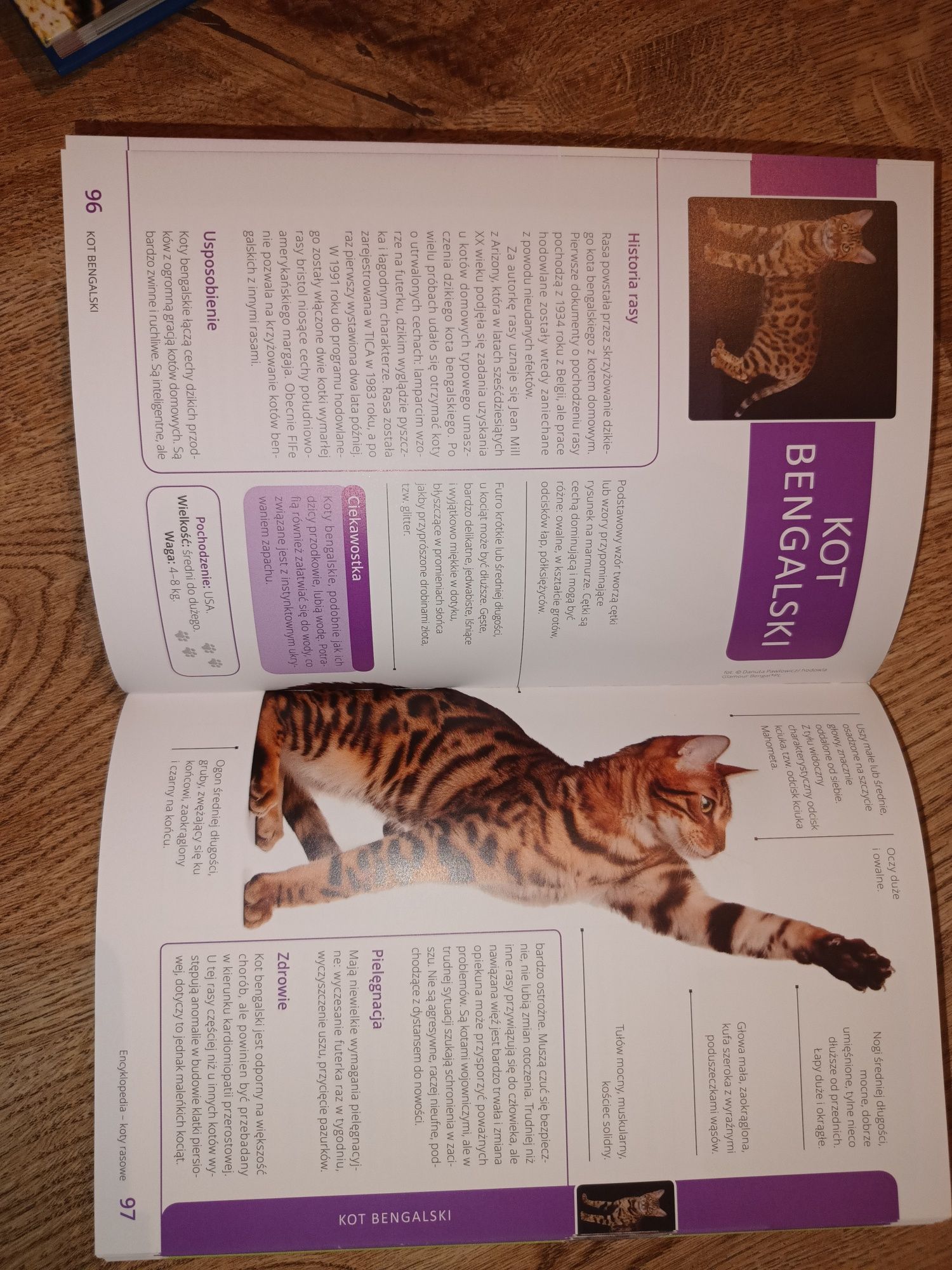 Encyklopedia kotów rasowych