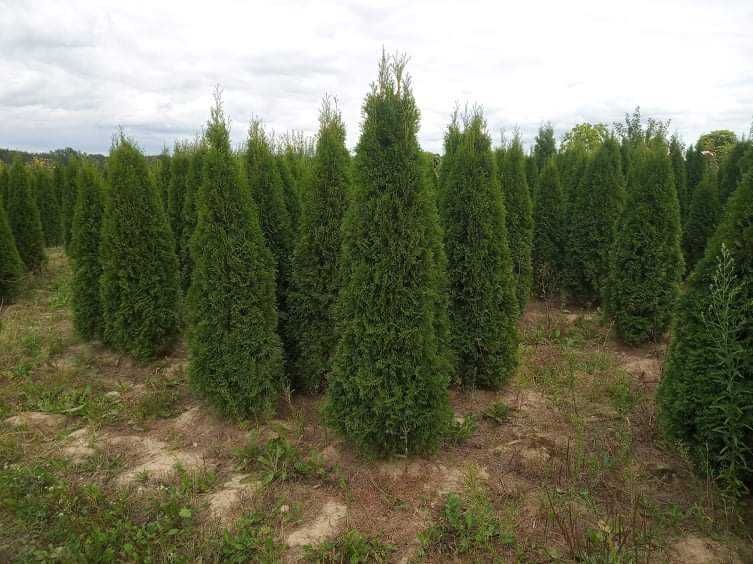 Tuja szmaragd , brabant 80-300,cm dowóz gratis, sadzimy, PRODUCENT