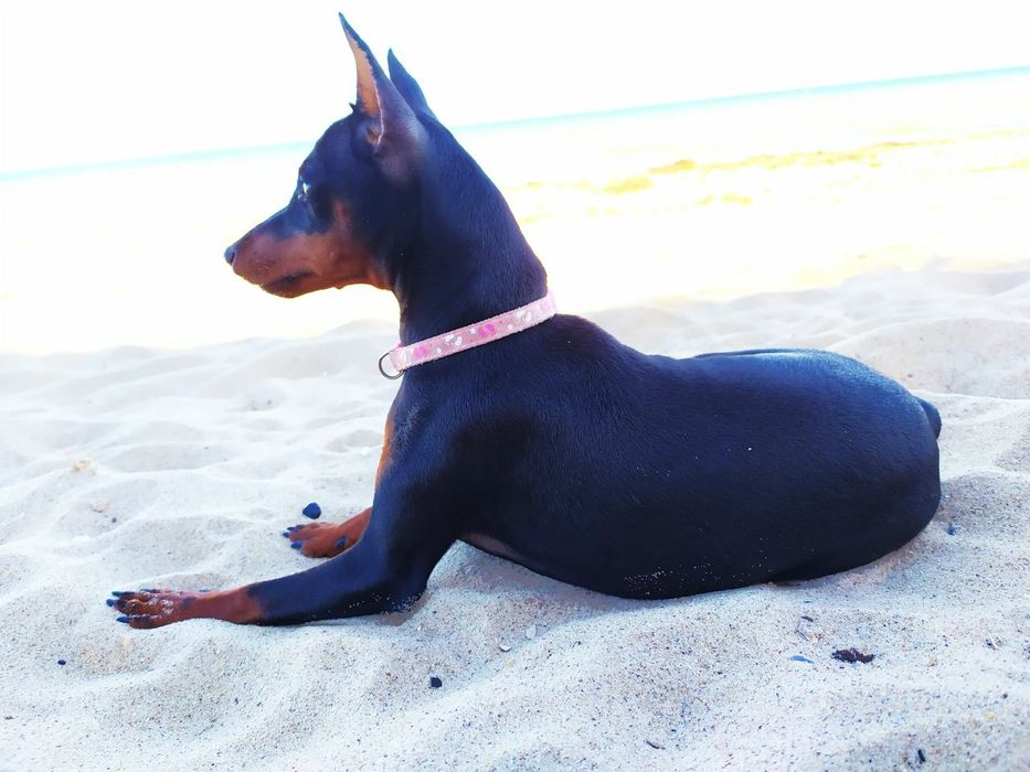 С родословной щенки цвергпинчера мальчики! Карликовый Доберман!