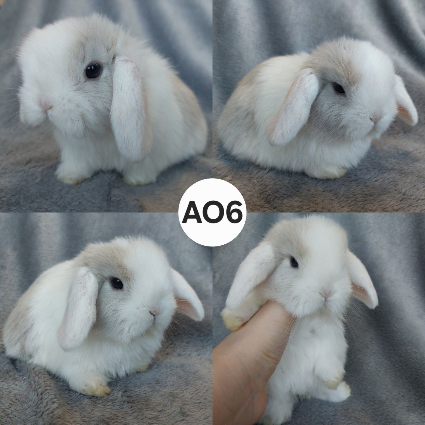 Królik Baranek Miniaturka MINI LOP