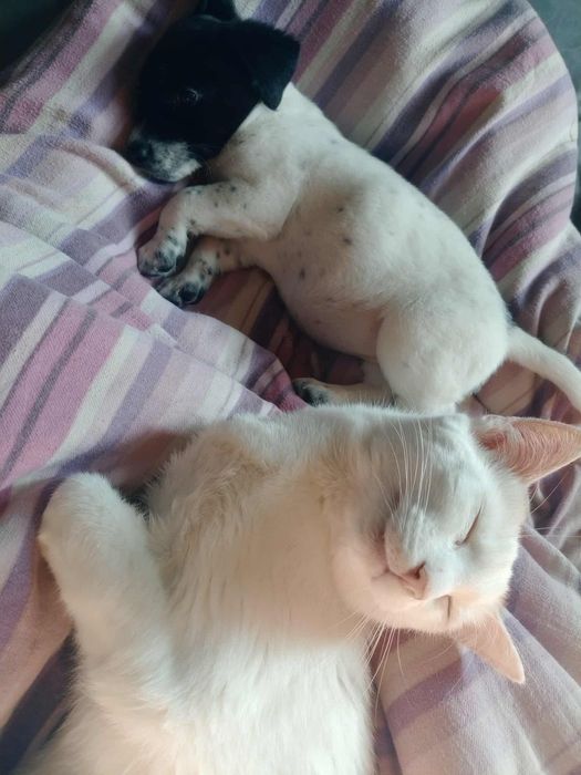 PILNE Oddam kota za darmo