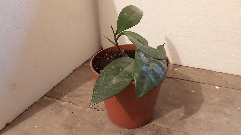 Hoja pnąca (Ficus pumila)