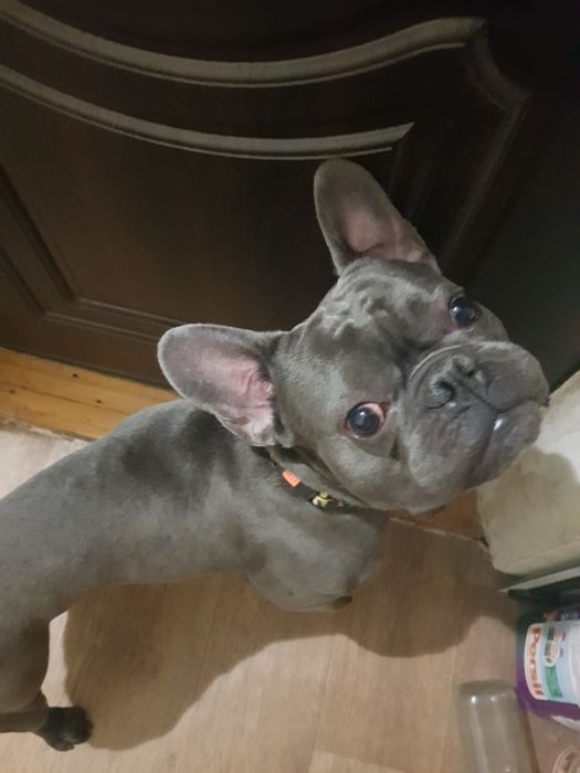 Дрессировка собак Харьков: коррекция, передержка  кошек и собак