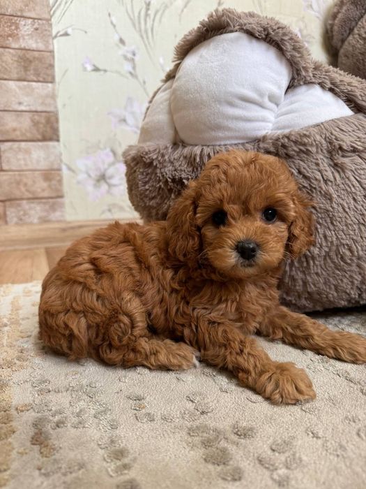 Дівчинка той пудель апрікот