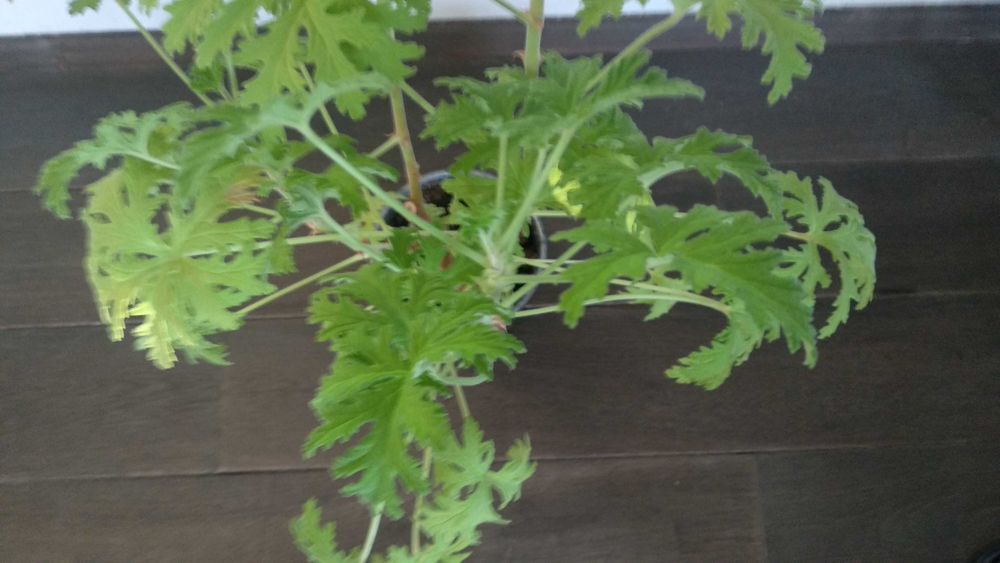 Duża anginka geranium