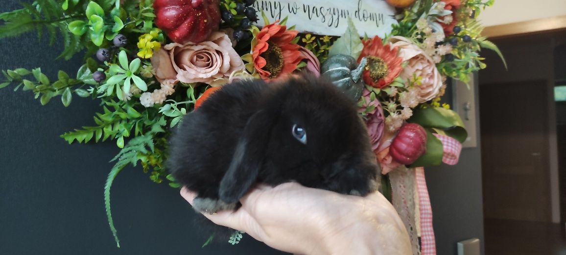 Mini Lop króliczki gotowe do odbioru