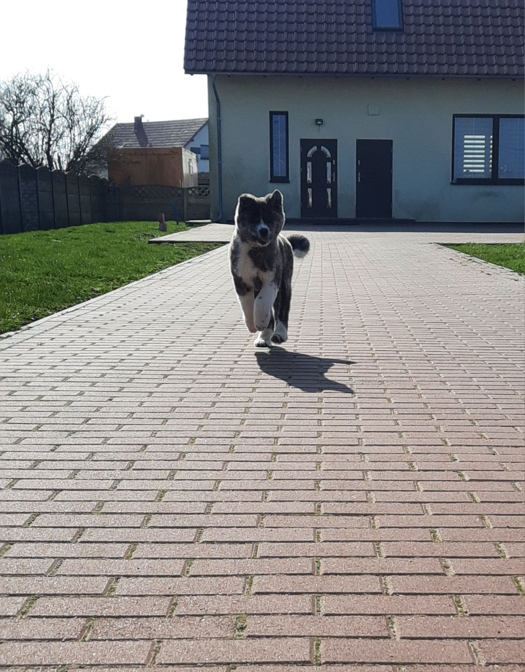 Piekny piesek Akita pregowany DO ODBIORU ZKwP