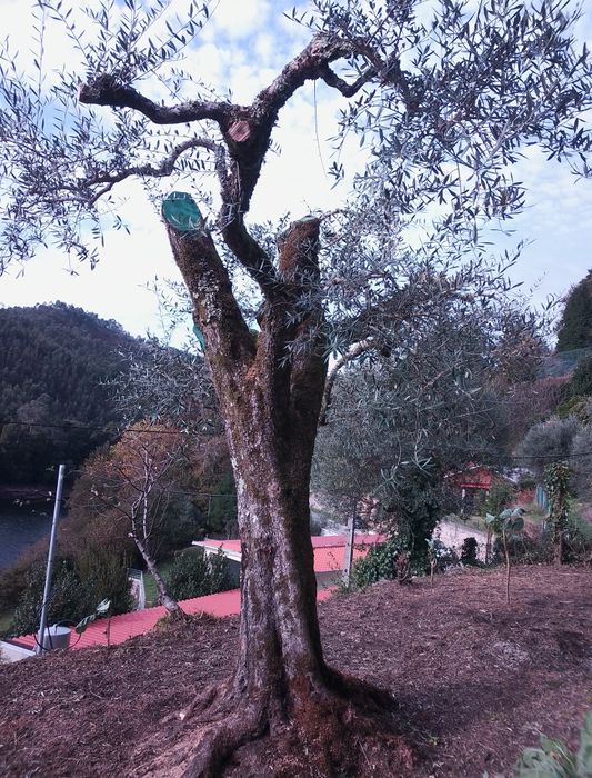 Oliveira centenária